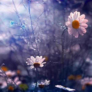 اهنگ فولکلور وساز دختر فراش باشی  – اهای دختر دریا بازم صبح شده پیدا