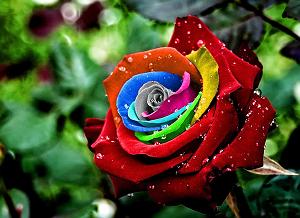 آهنگ ترکی بو قالا داشلی قالا ترکی گل گور اوزوب منی بو تنهالیخ نجه از