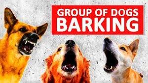 موسیقی برتر - انیمیشن isle of dogs (جزیره سگ ها) group of dogs barking sounds to make your dog bark hd