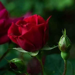 محمد معتمدی - دل تنها ای دل تنها