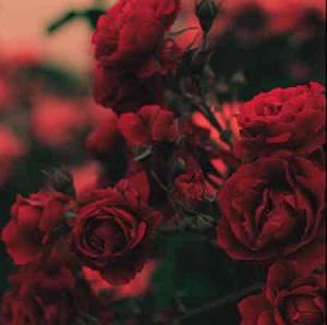 به دنبال آهنگ‌های قدیمی   اهای عشق قدیمی همبازی صمیمی