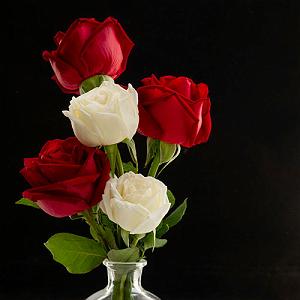 Habib - Donya_Donid Remix ریمیکس  دنیا دادرسان طلا