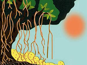 داشته ها داستان کودکانه ریشه و شاخه ها