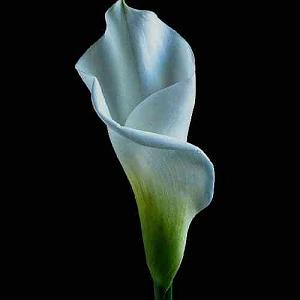 نشکن دلمو بیکلام نشکن دلمو پور