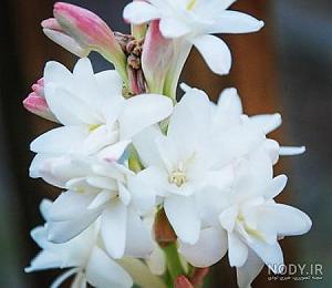 اهنگ دوست دارم دیونتم از طاهره فلاحتی – دوست دارم عاشقونه صدات کنم